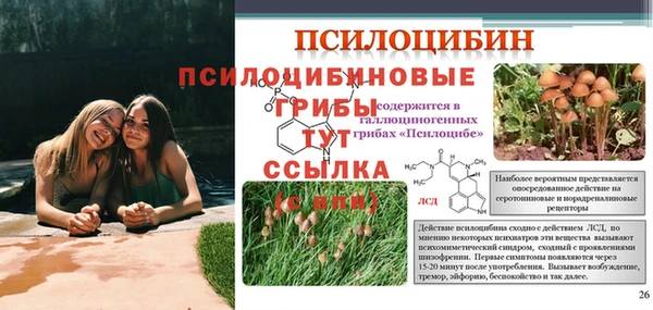 прущие грибы Бородино